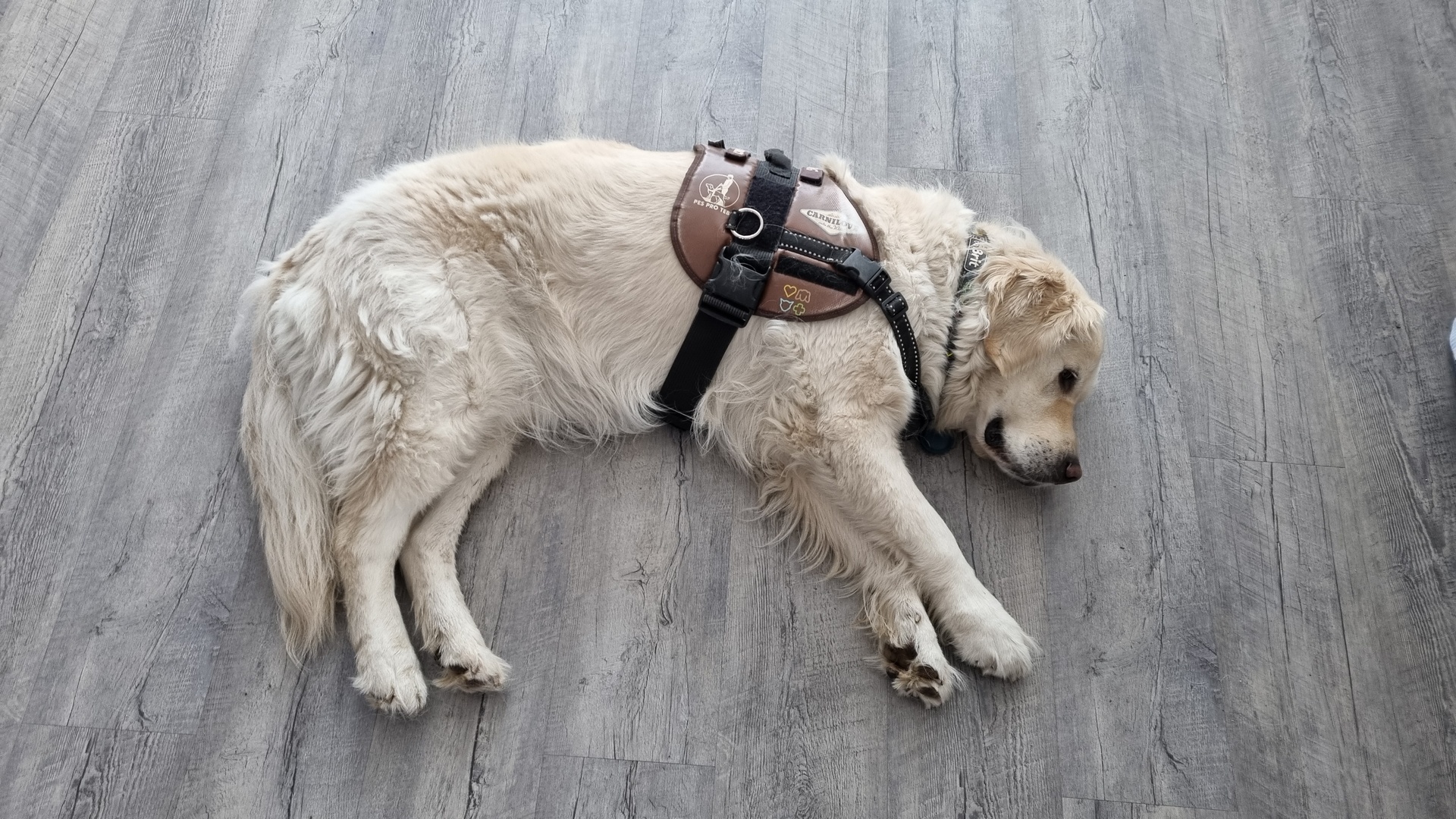 asistenční pes, zlatý retriever bílé barvy, leží na boku na zemi a odpočívá